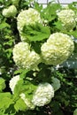 Viburnum Opulus, Roseum, white Snowball in blossom Royalty Free Stock Photo