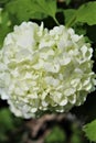 Viburnum Opulus, Roseum, white Snowball in blossom Royalty Free Stock Photo