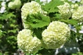 Viburnum Opulus, Roseum, white Snowball in blossom Royalty Free Stock Photo