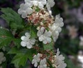 Viburnum opulus