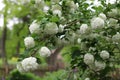 Viburnum opulus. White balls of blooming viburnum opulus on green background. White Guelder Rose. Royalty Free Stock Photo