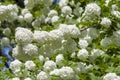 Viburnum opulus - white snowball like flowers Royalty Free Stock Photo