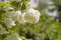 Viburnum opulus - white snowball like flowers Royalty Free Stock Photo