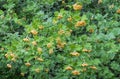 Groups of hanging yellow berries of the Yellow-fruited Guelder Rose, Viburnum opulus `Xanthocarpum`, backed by green foliage.