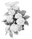 Viburnum Plenum vintage illustration