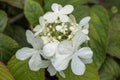 Viburnum plicatum forma tomentosum `Shasta` Royalty Free Stock Photo