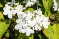 Viburnum plicatum forma tomentosum `Shasta' Royalty Free Stock Photo