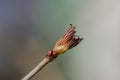 Viburnum plicatum leaves opening in early spring