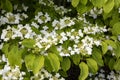 Closeup of VIBURNUM plicatum `Mariesii` in flower Royalty Free Stock Photo