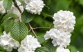 Viburnum plicatum Royalty Free Stock Photo