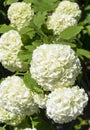 Viburnum populus white flowers Royalty Free Stock Photo