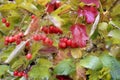 Viburnum. Red berries in autumn