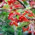 Viburnum. Red berries in autumn