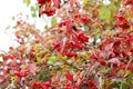 Viburnum. Red berries in autumn