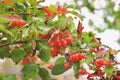 Viburnum. Red berries in autumn