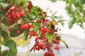 Viburnum. Red berries in autumn