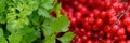 Viburnum red berries (guelder rose) and parsley leaves.