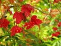 Red Viburnum berries and leaves brilliant colors in fall Royalty Free Stock Photo