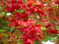 Cranberry bush bright red foliage and berries flamboyant colors in fall Royalty Free Stock Photo