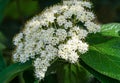 Viburnum rhytidophyllum Alleghany white flowers in spring garden. Leatherleaf Viburnum blooms