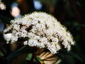 Viburnum rhytidophyllum Royalty Free Stock Photo