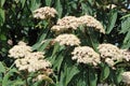 Viburnum rhytidophyllum