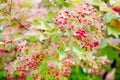 Viburnum