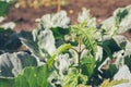 Viburnum seedling with young leaves on background of white cabbage Royalty Free Stock Photo