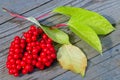 Viburnum shrub with red berries