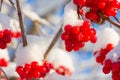 Viburnum shrub with red ripe berries covered with snow
