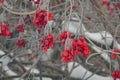 Viburnum in the snow Royalty Free Stock Photo