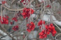 Viburnum in the snow Royalty Free Stock Photo