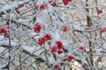 Viburnum in the snow Royalty Free Stock Photo