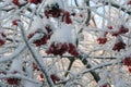 Viburnum in the snow Royalty Free Stock Photo