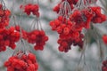 Viburnum in the snow Royalty Free Stock Photo