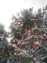 Viburnum in the snow, winter 2022,January