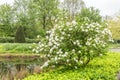 Viburnum Snowball, Viburnum carlesii