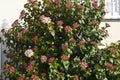 Viburnum tinus flowers