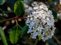 Viburnum tinus Lucidum