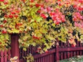 Viburnum tree with autumn leaves, red berries and dark-red wooden fence on the foreground