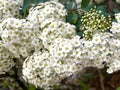 Spring-flowering viburnum - Viburnum burkwoodii - clusters of white flowering shrub in spring