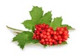 Viburnum (viburnum opulus) berries with its leaves isolated on w