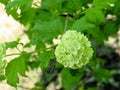 Viburnum - white flower close up