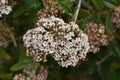 Viburnum x pragense Pragense Viburnum