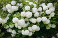 VibÃÂºrnum Roseum bloomed beautiful white globular flowers Royalty Free Stock Photo