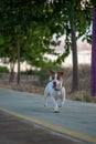 Vicente, Jack Rusell purebred walking