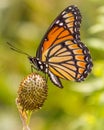 Viceroy Alight on Seed Pod in Illinois