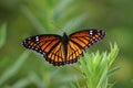 Viceroy Butterfly Royalty Free Stock Photo