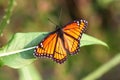 Viceroy Butterfly Royalty Free Stock Photo