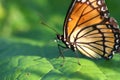 Viceroy Butterfly